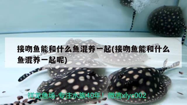 接吻魚(yú)能和什么魚(yú)混養(yǎng)一起(接吻魚(yú)能和什么魚(yú)混養(yǎng)一起呢)