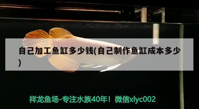 自己加工魚缸多少錢(自己制作魚缸成本多少)