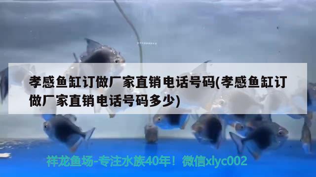 孝感魚缸訂做廠家直銷電話號碼(孝感魚缸訂做廠家直銷電話號碼多少) 綠皮辣椒小紅龍