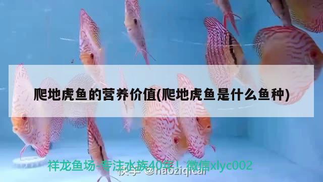 爬地虎魚的營養(yǎng)價(jià)值(爬地虎魚是什么魚種) 虎魚百科