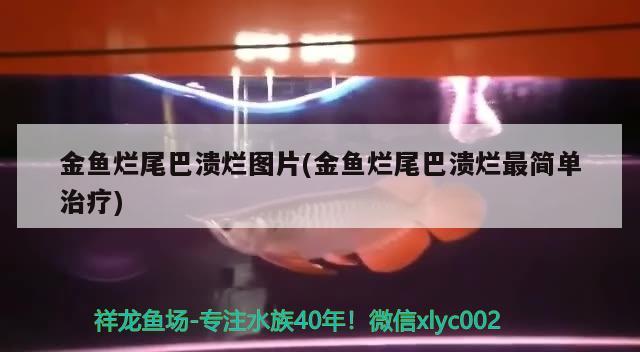 金魚爛尾巴潰爛圖片(金魚爛尾巴潰爛最簡單治療) 觀賞魚