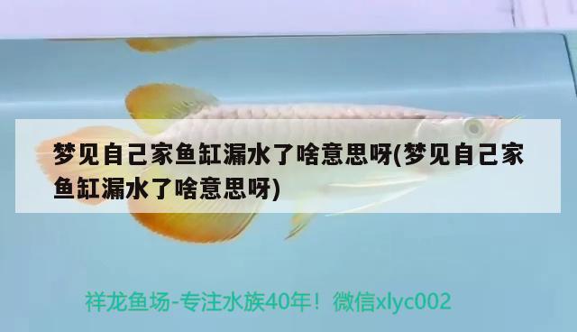 夢見自己家魚缸漏水了啥意思呀(夢見自己家魚缸漏水了啥意思呀)