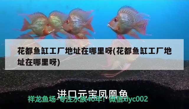 花都魚(yú)缸工廠地址在哪里呀(花都魚(yú)缸工廠地址在哪里呀)