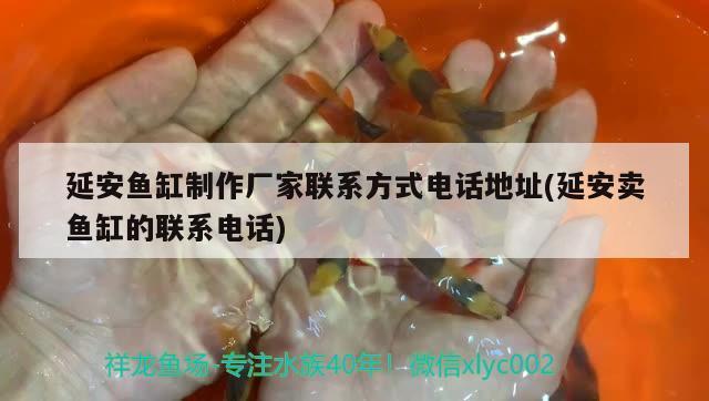 延安魚缸制作廠家聯(lián)系方式電話地址(延安賣魚缸的聯(lián)系電話)