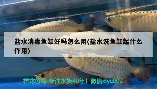 鹽水消毒魚缸好嗎怎么用(鹽水洗魚缸起什么作用)