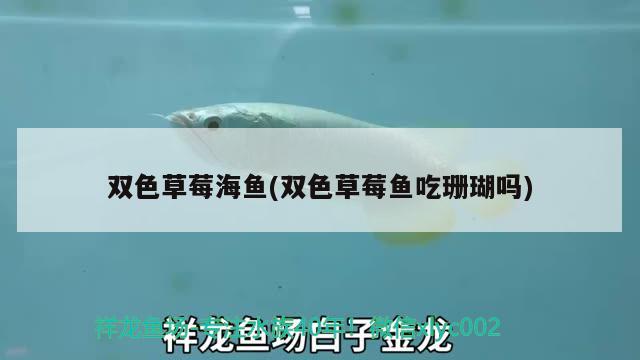 雙色草莓海魚(雙色草莓魚吃珊瑚嗎)