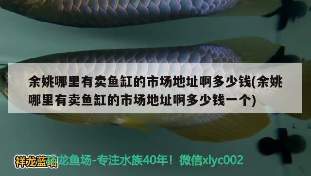 余姚哪里有賣魚(yú)缸的市場(chǎng)地址啊多少錢(余姚哪里有賣魚(yú)缸的市場(chǎng)地址啊多少錢一個(gè)) 三色錦鯉魚(yú)