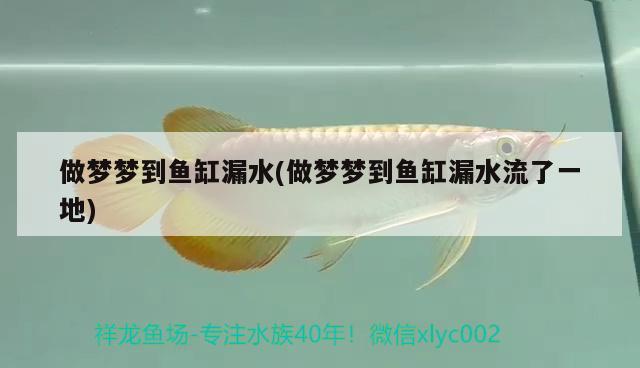 做夢(mèng)夢(mèng)到魚缸漏水(做夢(mèng)夢(mèng)到魚缸漏水流了一地) 生態(tài)瓶/創(chuàng)意缸/桌面微景缸