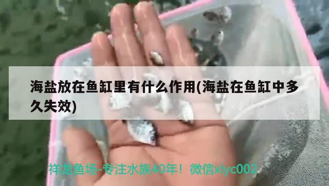 海鹽放在魚缸里有什么作用(海鹽在魚缸中多久失效)