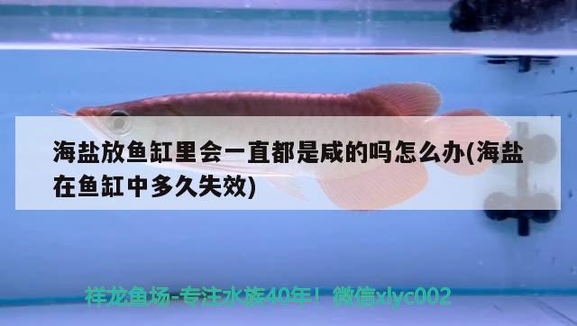 海鹽放魚(yú)缸里會(huì)一直都是咸的嗎怎么辦(海鹽在魚(yú)缸中多久失效) 星點(diǎn)金龍魚(yú)