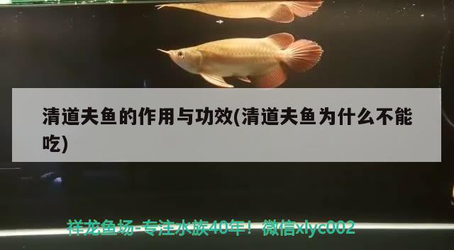 清道夫魚(yú)的作用與功效(清道夫魚(yú)為什么不能吃)