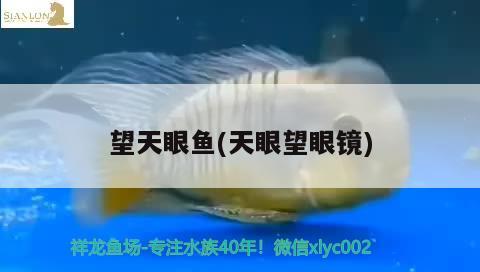 望天眼魚(天眼望眼鏡) 觀賞魚