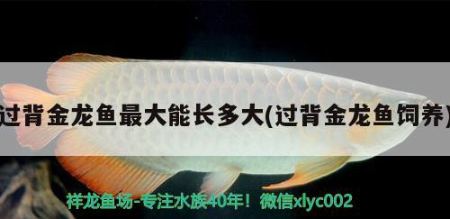 過背金龍魚最大能長多大(過背金龍魚飼養(yǎng)) 金龍魚百科