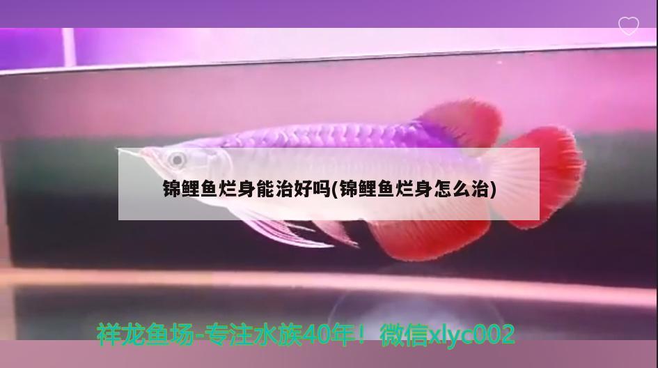 錦鯉魚爛身能治好嗎(錦鯉魚爛身怎么治) 觀賞魚