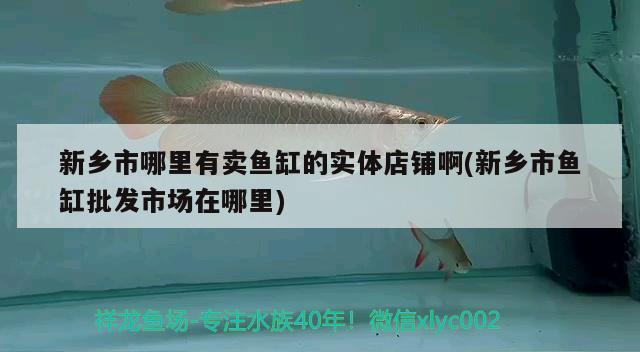 新鄉(xiāng)市哪里有賣魚缸的實體店鋪啊(新鄉(xiāng)市魚缸批發(fā)市場在哪里)