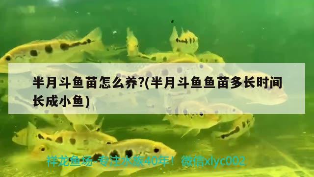 半月斗魚苗怎么養(yǎng)?(半月斗魚魚苗多長時間長成小魚)