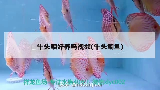 牛頭鯛好養(yǎng)嗎視頻(牛頭鯛魚(yú)) 觀賞魚(yú)