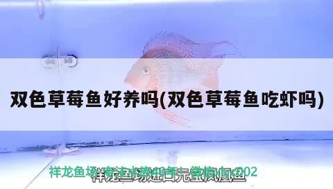 雙色草莓魚好養(yǎng)嗎(雙色草莓魚吃蝦嗎)