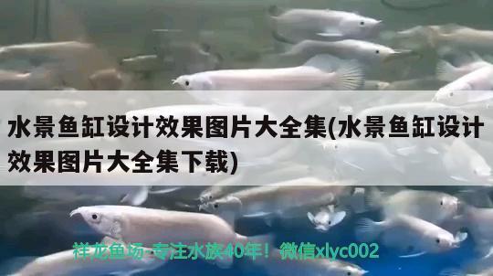 水景魚缸設(shè)計效果圖片大全集(水景魚缸設(shè)計效果圖片大全集下載) 短身紅龍魚