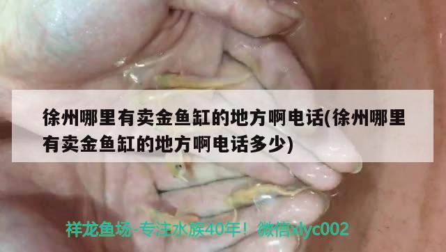 徐州哪里有賣金魚缸的地方啊電話(徐州哪里有賣金魚缸的地方啊電話多少)