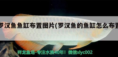 羅漢魚魚缸布置圖片(羅漢魚的魚缸怎么布置) 羅漢魚