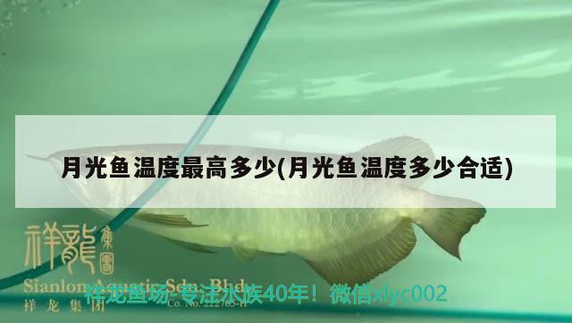 月光魚溫度最高多少(月光魚溫度多少合適)