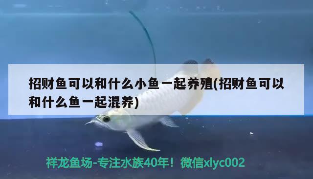 招財魚可以和什么小魚一起養(yǎng)殖(招財魚可以和什么魚一起混養(yǎng))