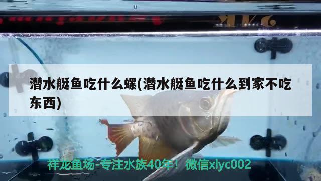 潛水艇魚吃什么螺(潛水艇魚吃什么到家不吃東西) 潛水艇魚