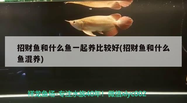 招財(cái)魚和什么魚一起養(yǎng)比較好(招財(cái)魚和什么魚混養(yǎng))