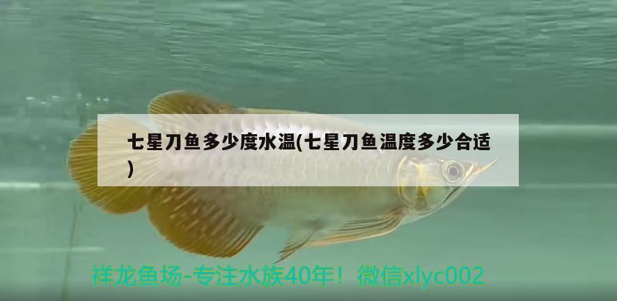 七星刀魚多少度水溫(七星刀魚溫度多少合適)