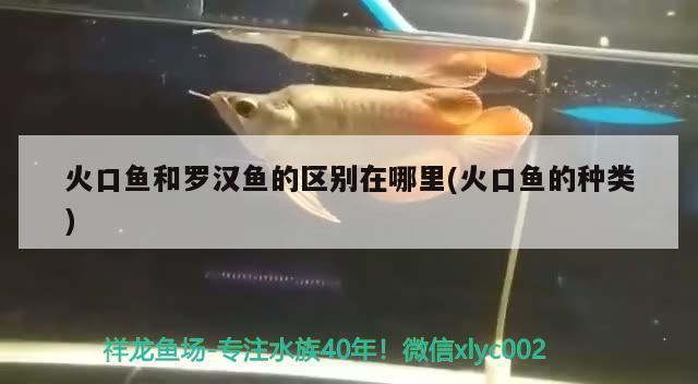 火口魚和羅漢魚的區(qū)別在哪里(火口魚的種類) 羅漢魚