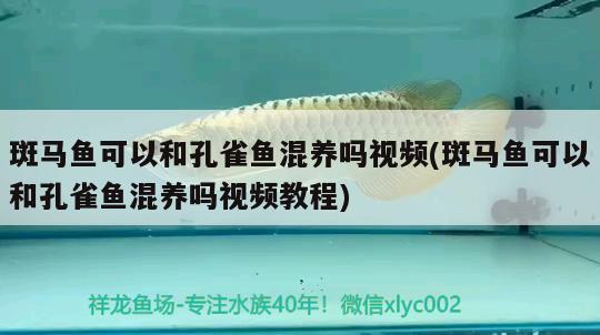 斑馬魚可以和孔雀魚混養(yǎng)嗎視頻(斑馬魚可以和孔雀魚混養(yǎng)嗎視頻教程)