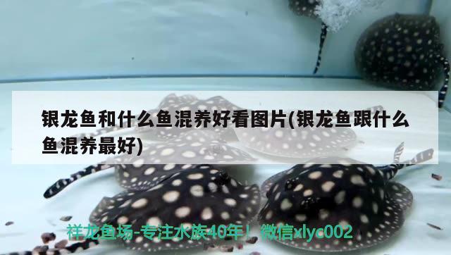 銀龍魚(yú)和什么魚(yú)混養(yǎng)好看圖片(銀龍魚(yú)跟什么魚(yú)混養(yǎng)最好) 銀龍魚(yú)