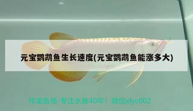 元寶鸚鵡魚生長速度(元寶鸚鵡魚能漲多大) 鸚鵡魚 第2張