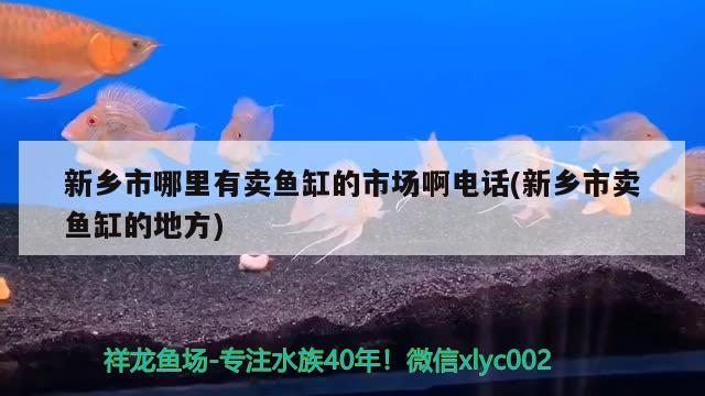 新鄉(xiāng)市哪里有賣魚缸的市場啊電話(新鄉(xiāng)市賣魚缸的地方) 細線銀版魚