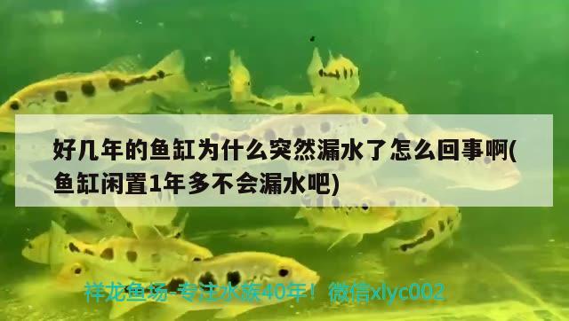 好幾年的魚缸為什么突然漏水了怎么回事啊(魚缸閑置1年多不會漏水吧)