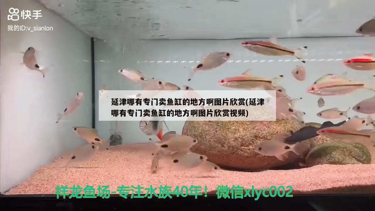 延津哪有專門賣魚缸的地方啊圖片欣賞(延津哪有專門賣魚缸的地方啊圖片欣賞視頻) 帝王血鉆