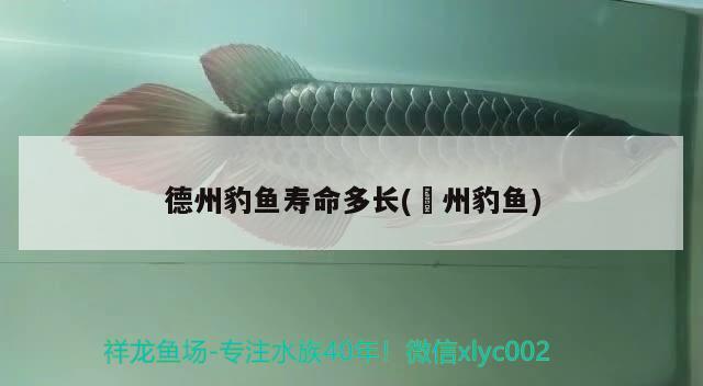 德州豹魚(yú)壽命多長(zhǎng)(徳州豹魚(yú))