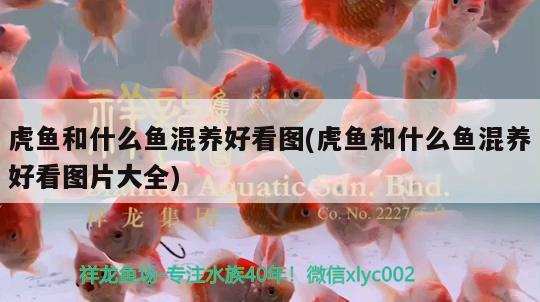 虎魚和什么魚混養(yǎng)好看圖(虎魚和什么魚混養(yǎng)好看圖片大全) 虎魚百科