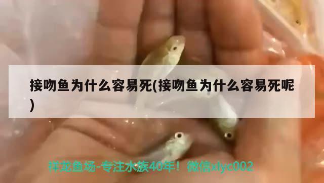 接吻魚為什么容易死(接吻魚為什么容易死呢) 觀賞魚