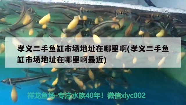 孝義二手魚缸市場地址在哪里啊(孝義二手魚缸市場地址在哪里啊最近)