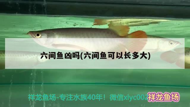 六間魚(yú)兇嗎(六間魚(yú)可以長(zhǎng)多大)