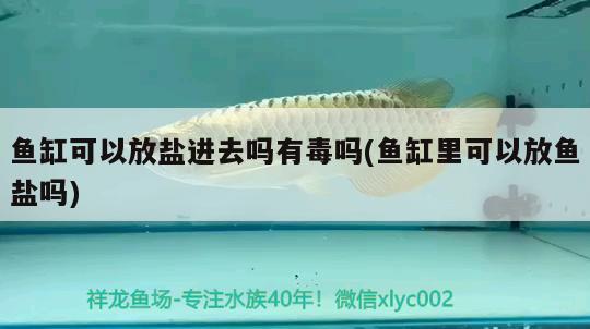 魚缸可以放鹽進(jìn)去嗎有毒嗎(魚缸里可以放魚鹽嗎) 紅龍專用魚糧飼料