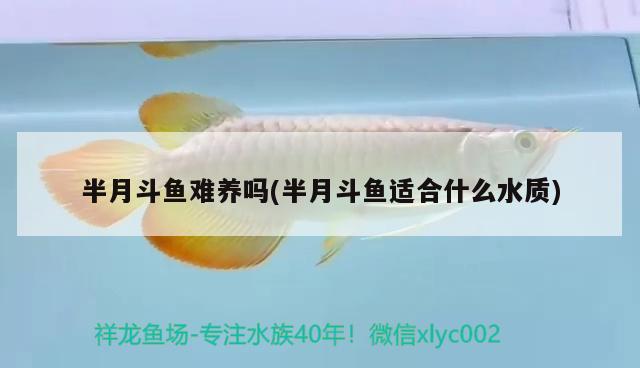 半月斗魚(yú)難養(yǎng)嗎(半月斗魚(yú)適合什么水質(zhì))