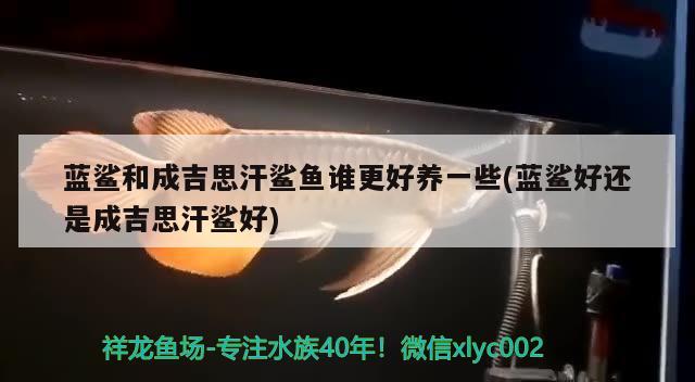 藍鯊和成吉思汗鯊魚誰更好養(yǎng)一些(藍鯊好還是成吉思汗鯊好)