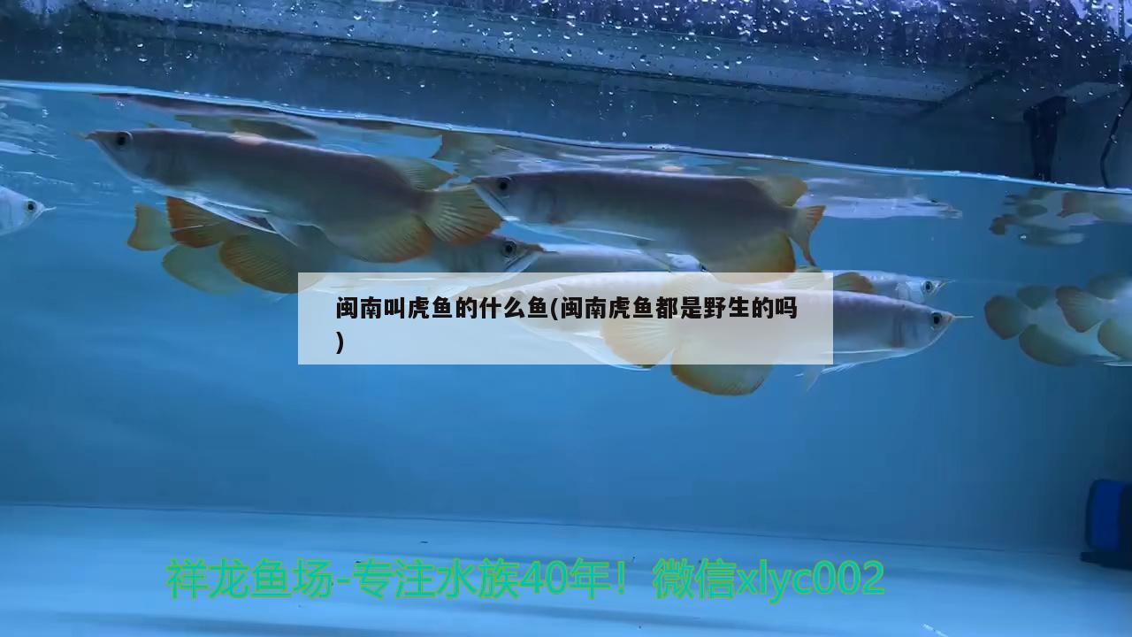 閩南叫虎魚的什么魚(閩南虎魚都是野生的嗎) 虎魚百科