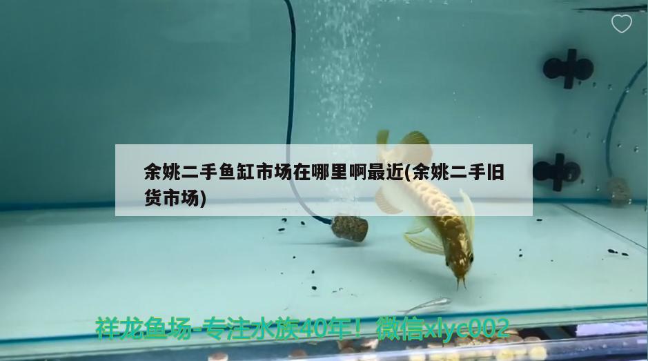 余姚二手魚缸市場在哪里啊最近(余姚二手舊貨市場) 非洲象鼻魚