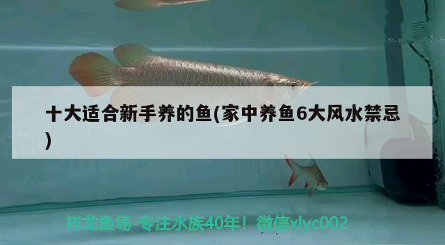 十大適合新手養(yǎng)的魚(家中養(yǎng)魚6大風(fēng)水禁忌) 魚缸風(fēng)水