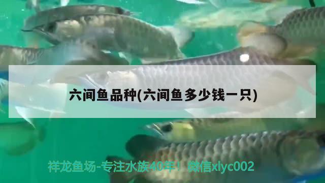 六間魚品種(六間魚多少錢一只)