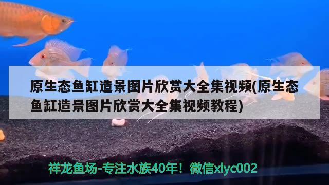 原生態(tài)魚缸造景圖片欣賞大全集視頻(原生態(tài)魚缸造景圖片欣賞大全集視頻教程) 飛鳳魚 第1張